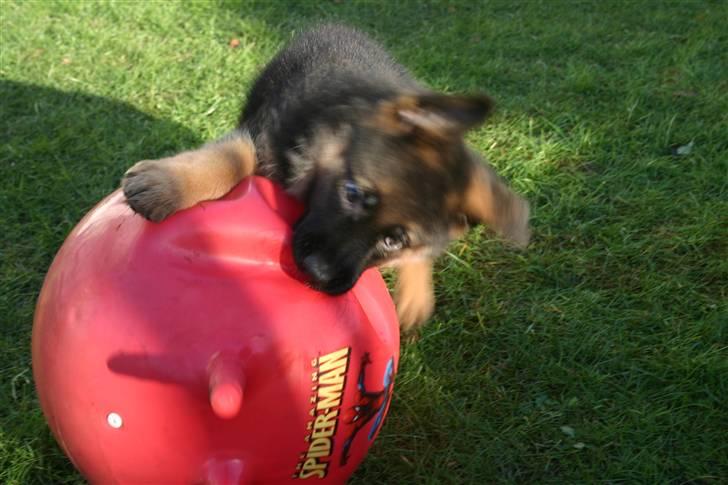 Schæferhund qato - den bold skal dø !!! billede 7