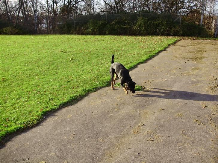 Rottweiler molly billede 5