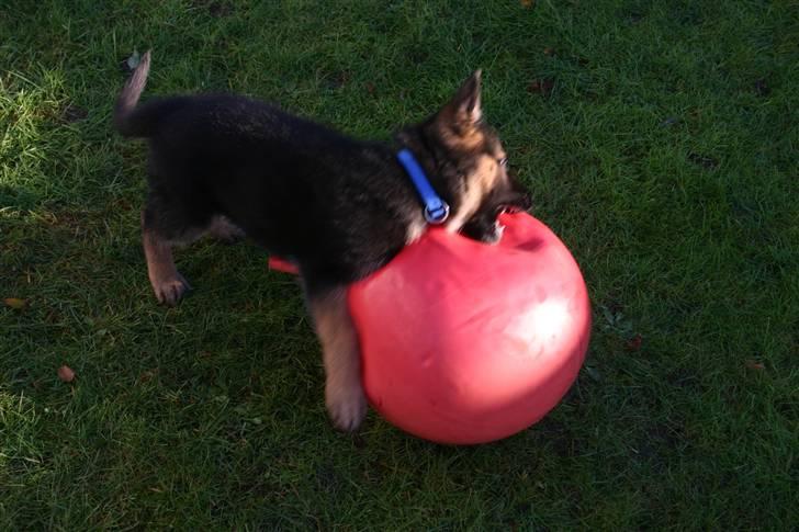 Schæferhund qato - så er der næsten hul i bolden billede 8