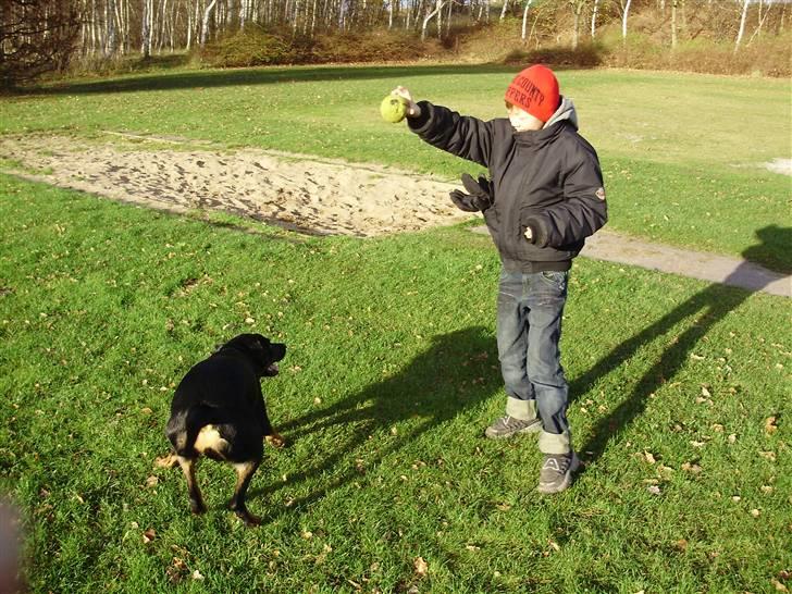 Rottweiler molly billede 6