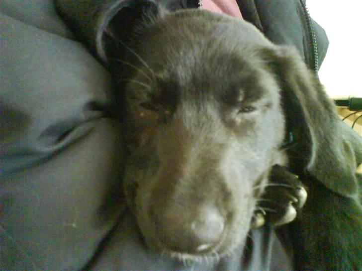 Labrador retriever Max - Lige da vi fik ham billede 2