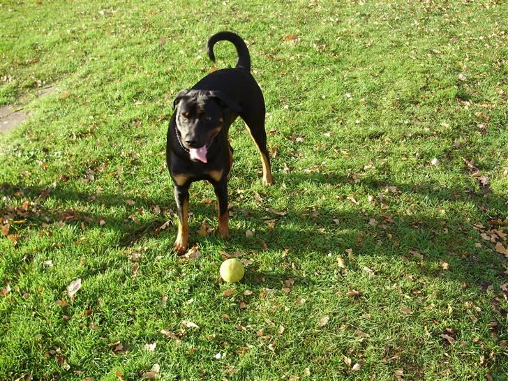 Rottweiler molly billede 7