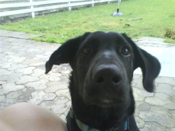 Labrador retriever Max - Tumpe :D billede 3