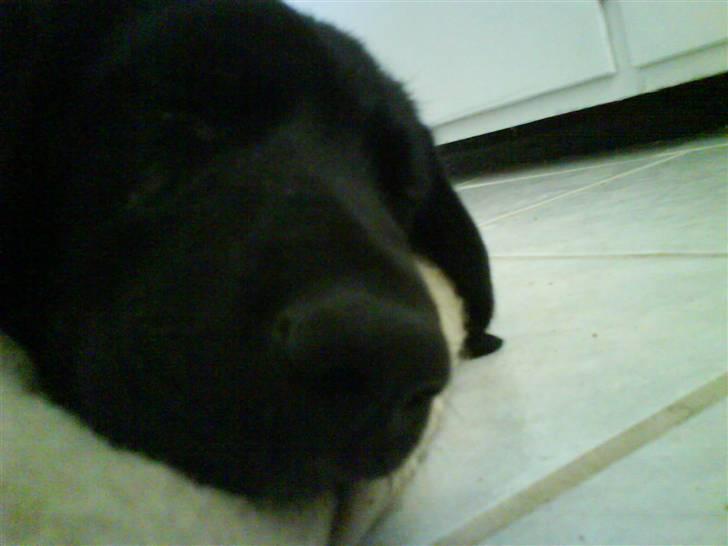 Labrador retriever Max - GOODNIGHT billede 4
