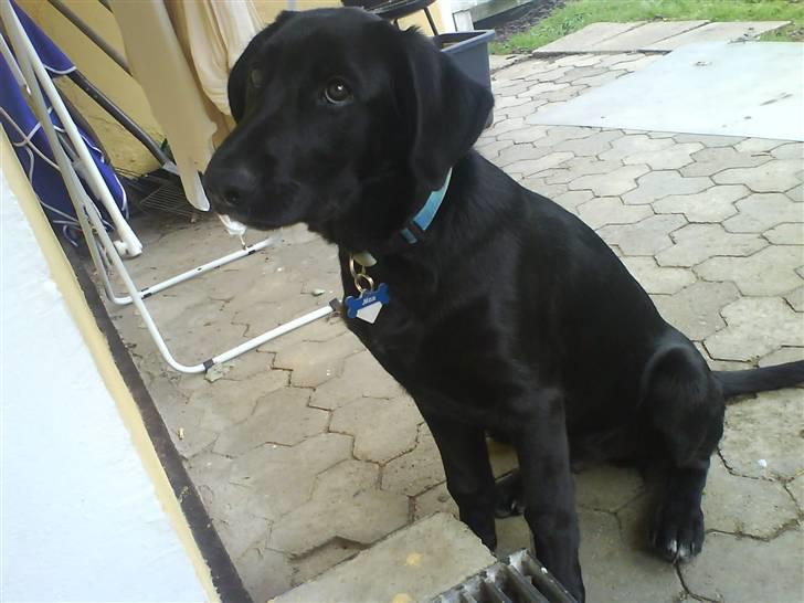 Labrador retriever Max - bette baryller. :p billede 5