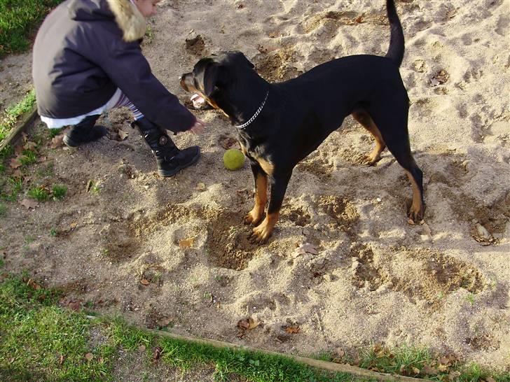 Rottweiler molly billede 8