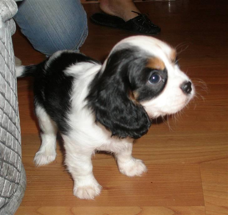 Cavalier king charles spaniel Anton billede 1