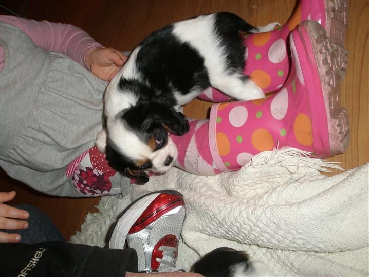 Cavalier king charles spaniel Anton billede 2