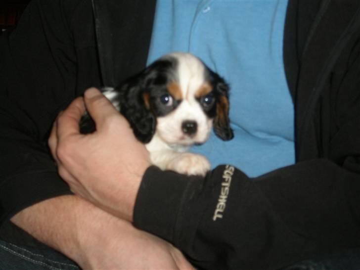 Cavalier king charles spaniel Anton billede 3