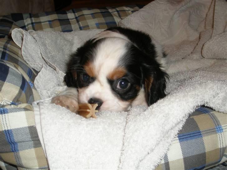 Cavalier king charles spaniel Anton billede 4