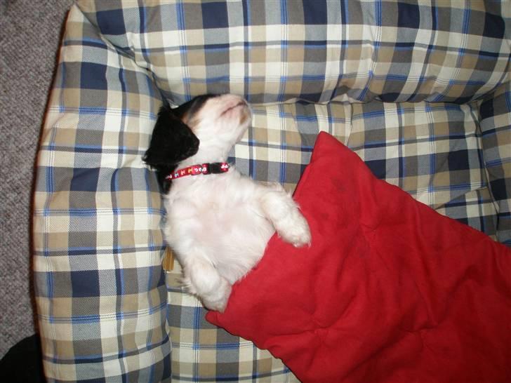 Cavalier king charles spaniel Anton billede 5