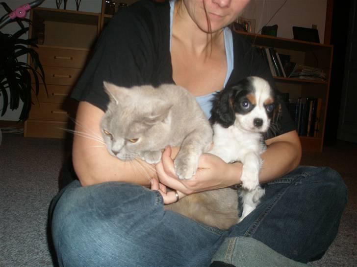 Cavalier king charles spaniel Anton billede 6