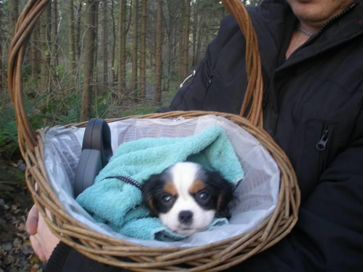 Cavalier king charles spaniel Anton billede 7