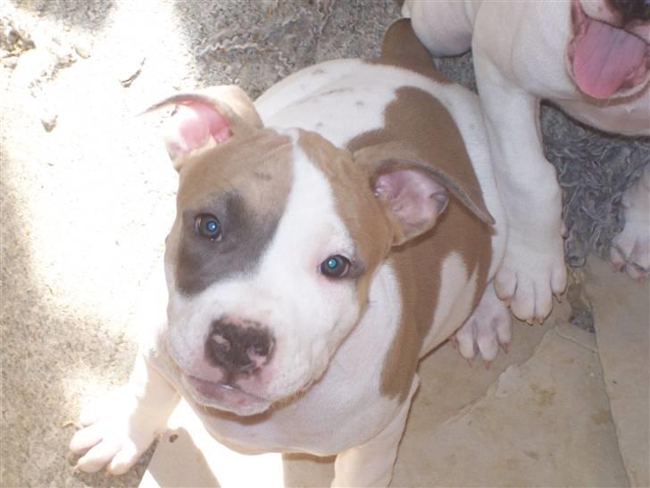 Amerikansk staffordshire terrier Baily - Her er jeg så, er jeg ikke bare søød. Baily 7 uger gammel. billede 1