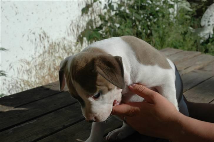 Amerikansk staffordshire terrier Baily - Baily er blevet ca. 4-5 uger, og meget frækere. billede 2