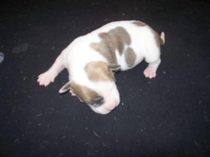 Amerikansk staffordshire terrier Baily - Lille Bitte Baily kun en uge gammel. billede 3