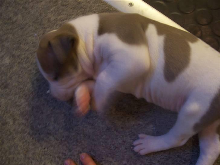 Amerikansk staffordshire terrier Baily - 2 uger gammel, simpelthen bare så nuser. billede 4