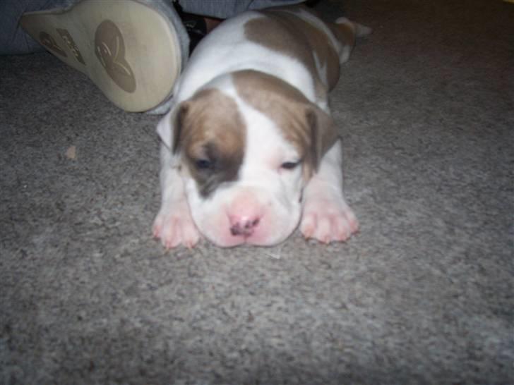 Amerikansk staffordshire terrier Baily - Jeg ligger lige og kigger lidt omkring, stille og roligt. 2 uger gammel. billede 5