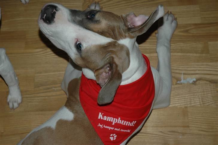 Amerikansk staffordshire terrier Baily - Kamphund - Jeg kæmper mod overvægt ;) billede 6