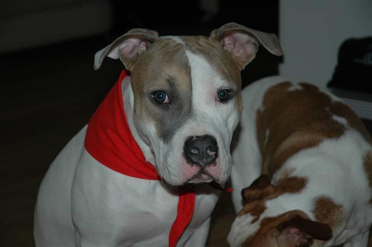 Amerikansk staffordshire terrier Baily - Hjemme igen hos mor og far. Præcis 7 mdr. gammel. billede 7