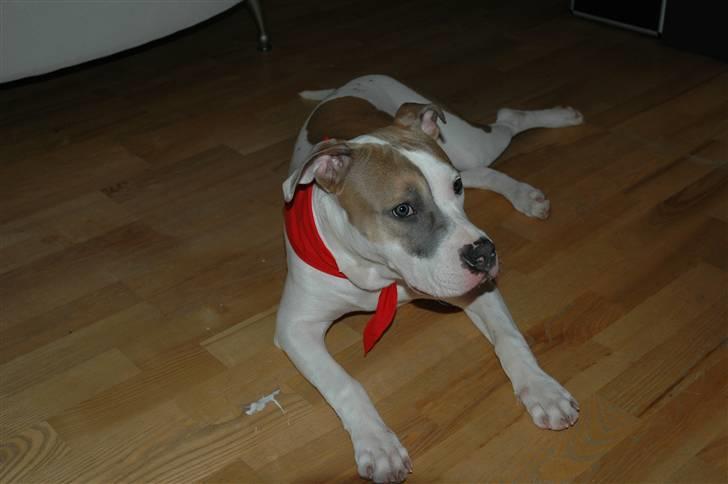 Amerikansk staffordshire terrier Baily - Mor er så glad for at jeg er hjemme igen og hun tager bare så mange billeder af mig. Ihh altså moar. billede 8
