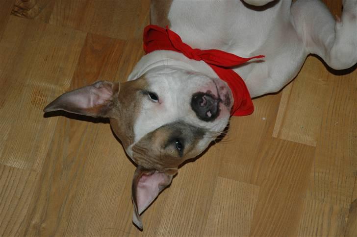 Amerikansk staffordshire terrier Baily - Hejsa med jer ;) billede 9