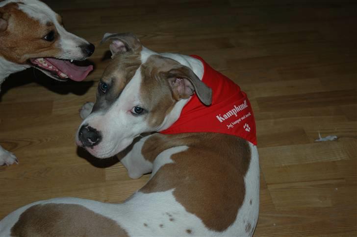 Amerikansk staffordshire terrier Baily - Her er min beundre Viggo, en sand sjæleven. billede 10