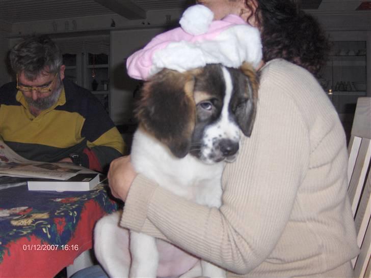 Sankt bernhardshund donna billede 3