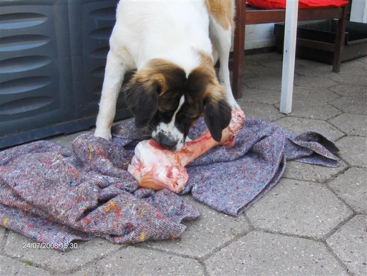 Sankt bernhardshund donna billede 5