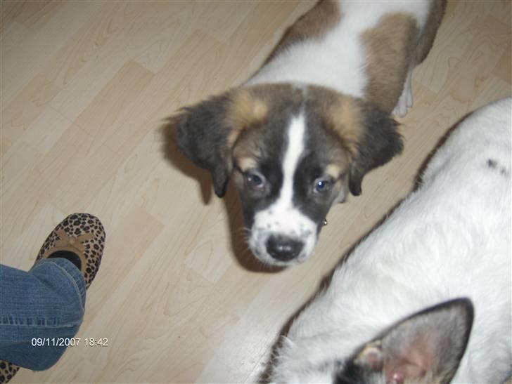 Sankt bernhardshund donna billede 6