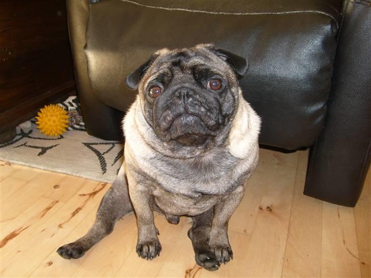 Mops *~Møffe~* - Velkommen til min profil :-) billede 1