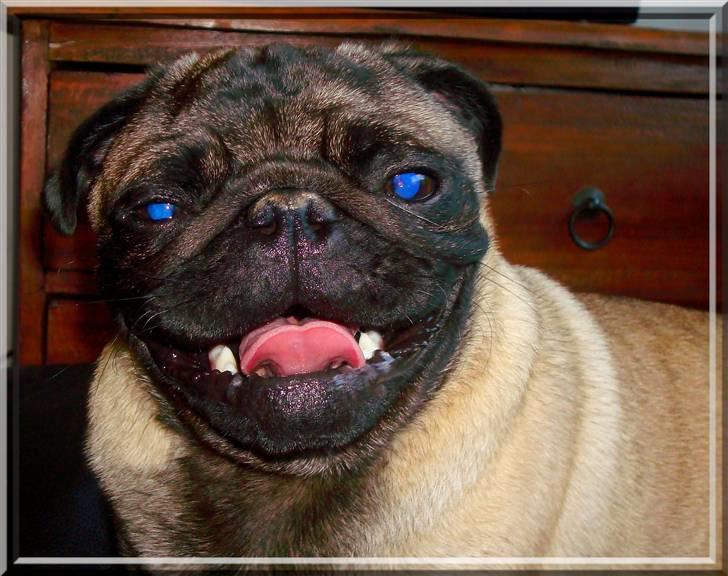 Mops *~Møffe~* - Appelsiiiiiin... billede 2