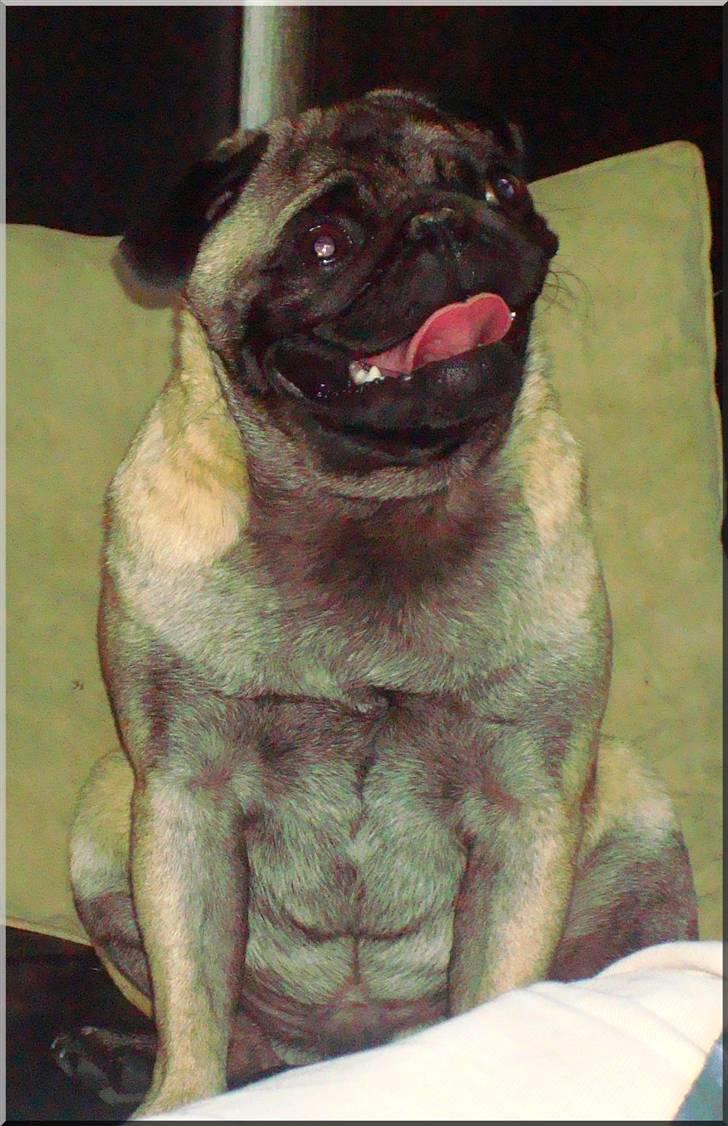 Mops *~Møffe~* - Er det mad ? billede 3