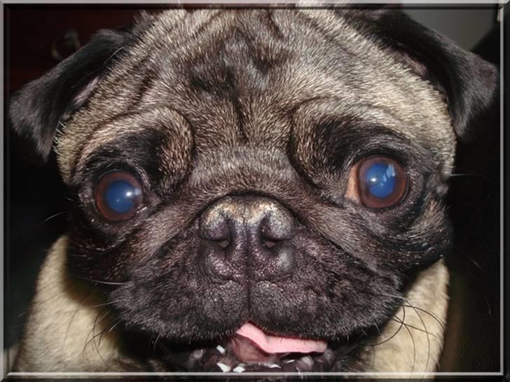 Mops *~Møffe~* - Møffe.. DET mig.. billede 4