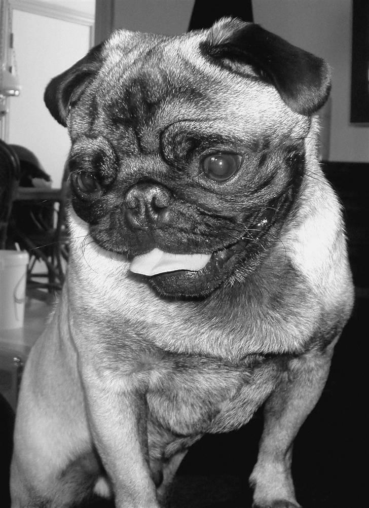 Mops *~Møffe~* - Hey..... billede 5