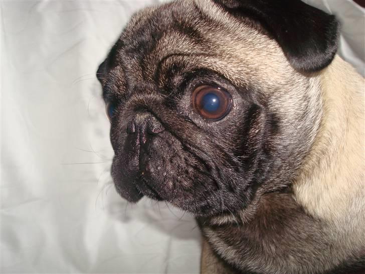 Mops *~Møffe~* - Hvad er det ? billede 6