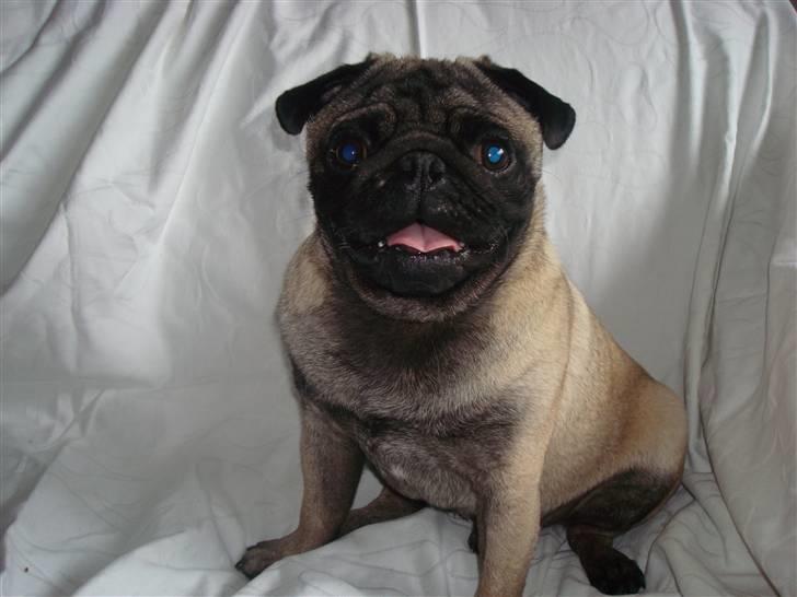 Mops *~Møffe~* - Her sidder jeg.. billede 7