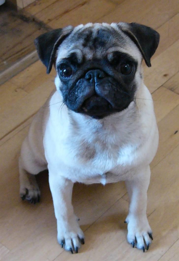 Mops Souvinier's Hilda (Donna) - Smukke Donna d. 23. november 2008 - med flotte øre.. ;) billede 14