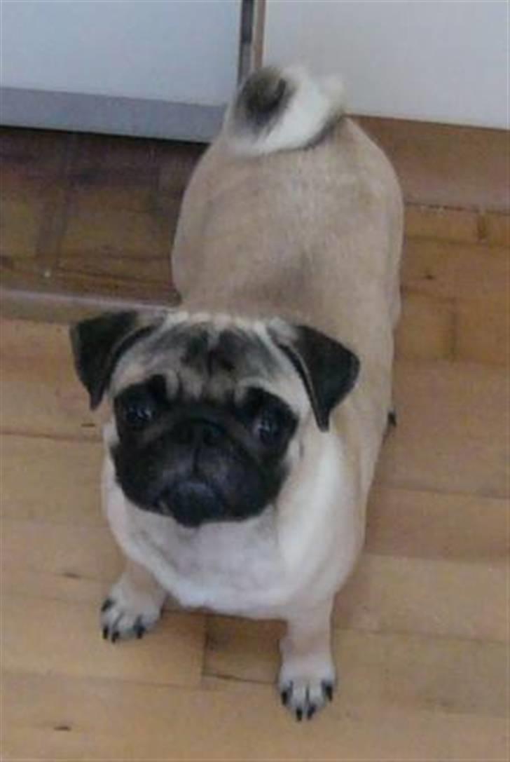 Mops Souvinier's Hilda (Donna) - Hun er nu en pige på knap 5 kg. og hun blev 6 måneder d. 19. november 2008. billede 15