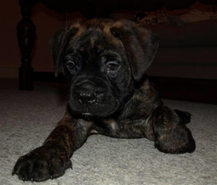 Blanding af racer Harley billede 2