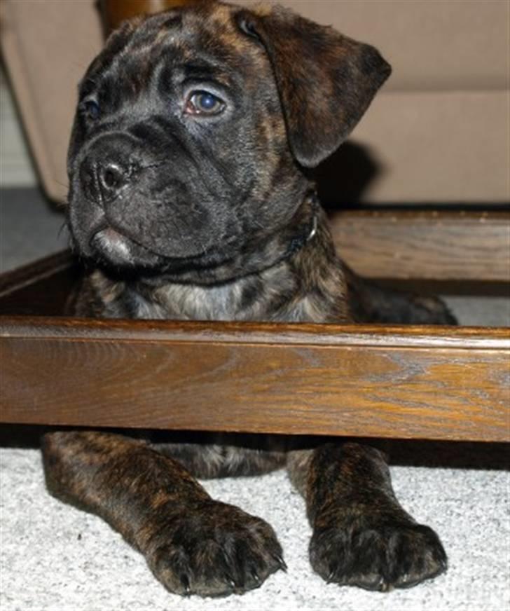 Blanding af racer Harley billede 3