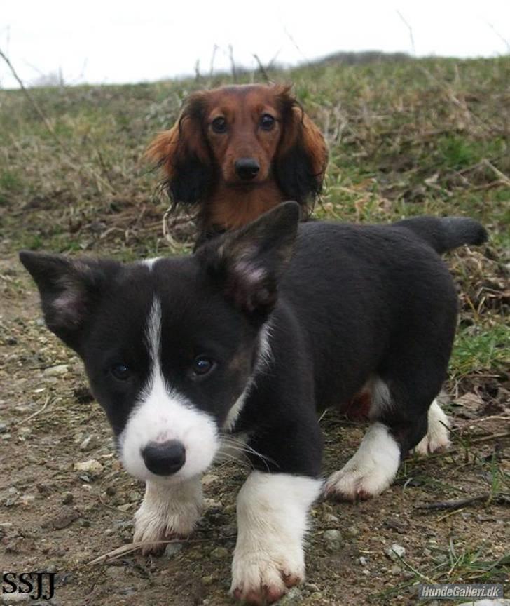 Miniature gravhund Tia - Tia og Ditlev som modeller, vi er så fine... billede 20