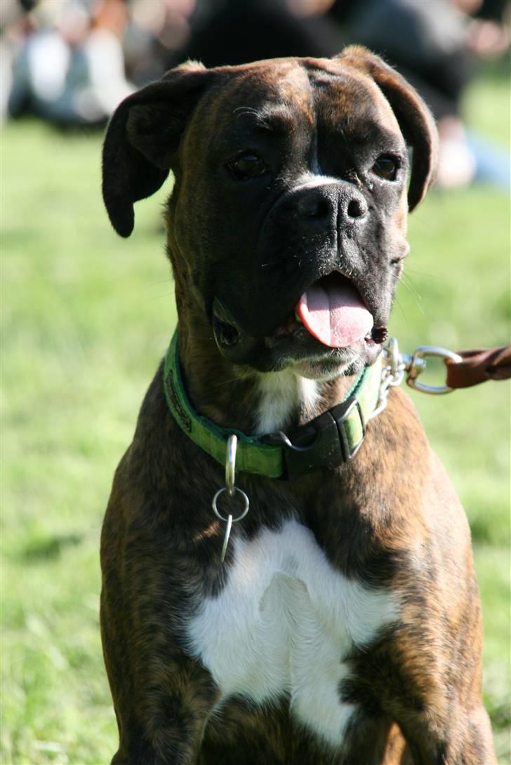 Boxer Roma billede 1