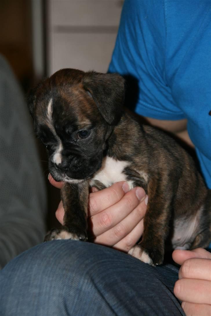 Boxer Roma billede 2