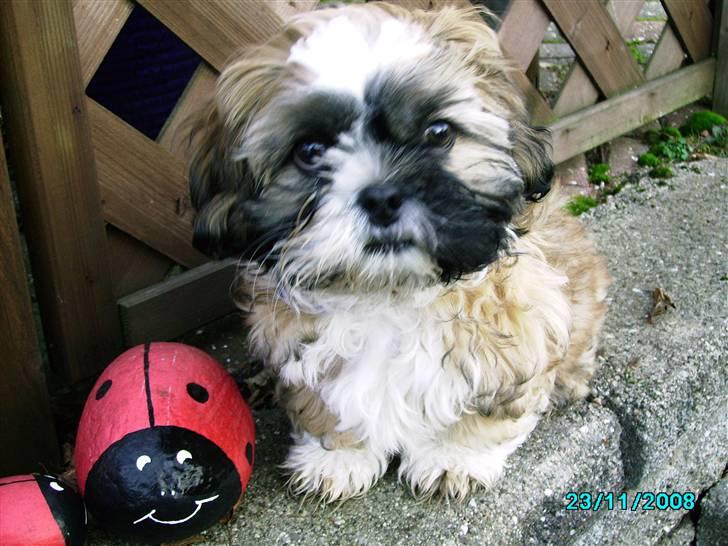 Shih tzu Anton - Mit uskyldige look ;-) billede 1