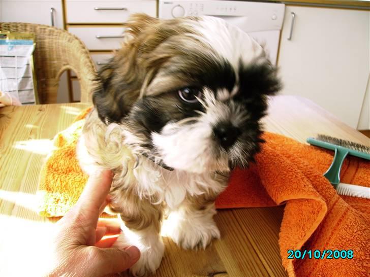 Shih tzu Anton - Når jeg skal være lidt lækker ;-) billede 2