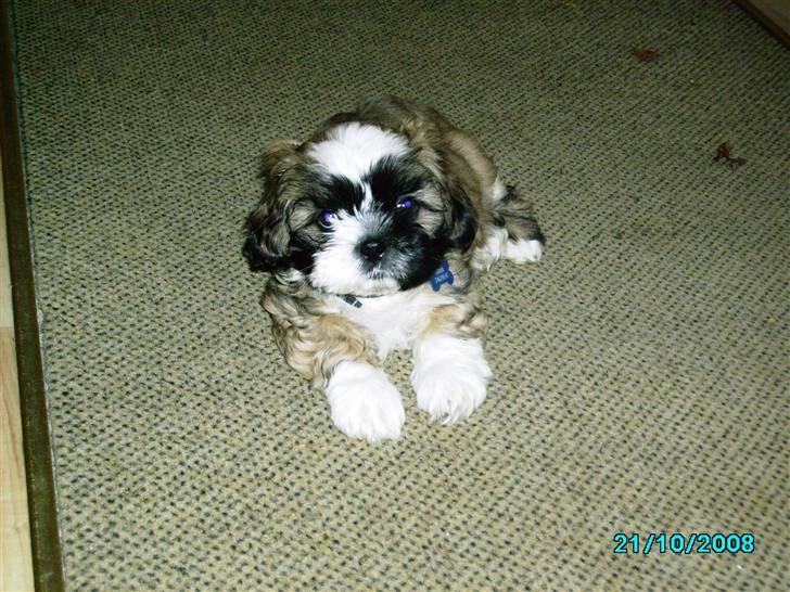 Shih tzu Anton - Fra mine unge dage - 9 uger gammel! billede 3