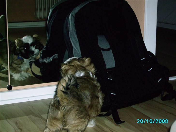 Shih tzu Anton - Sikke en lækker fyr derinde!!!! billede 4