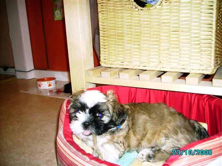 Shih tzu Anton - Hvem kan stå for mig? billede 5