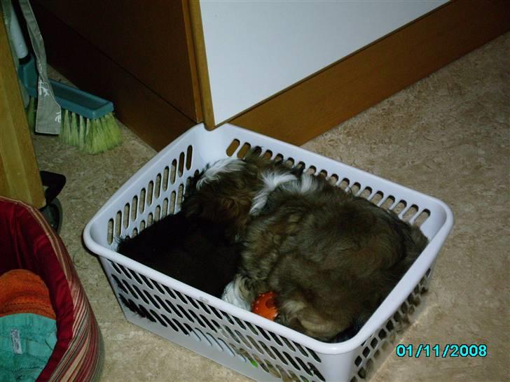 Shih tzu Anton - elsker alt mit legetøj - så snupper lige en lur sammen med det! billede 6